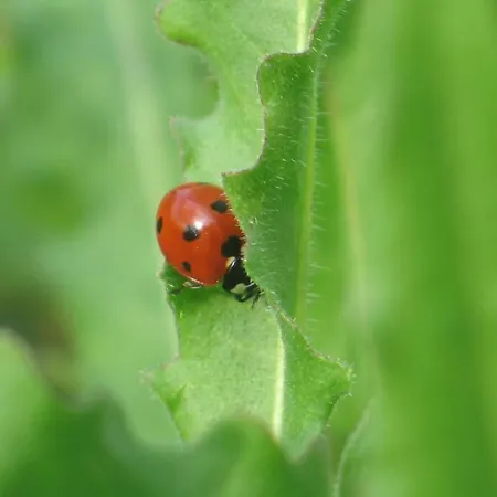 Floriani マチェラータ
